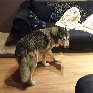 🐺 Pet friendly closet 🐺